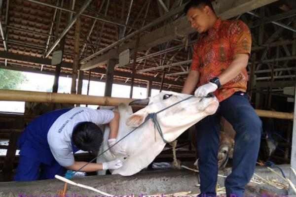 Pengambilan Sampel Daerah
