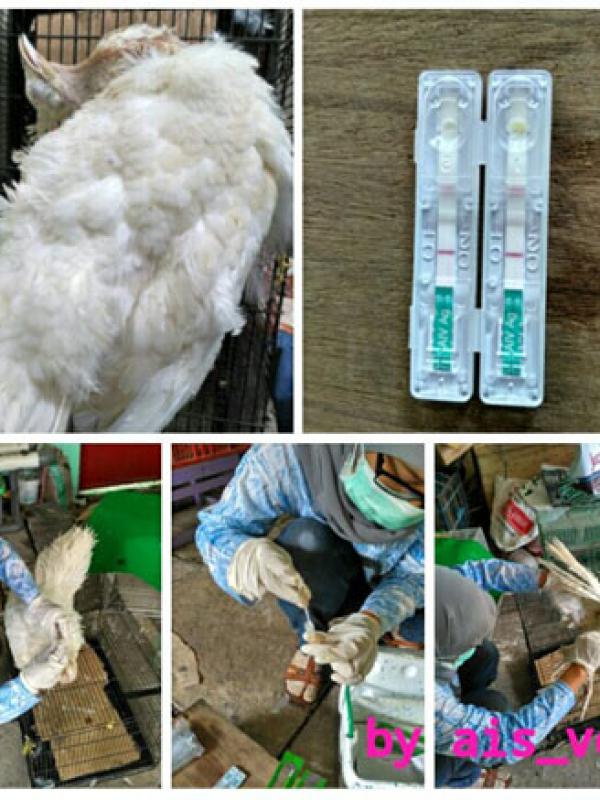 Rapid Cepat Kasus Flu Burung